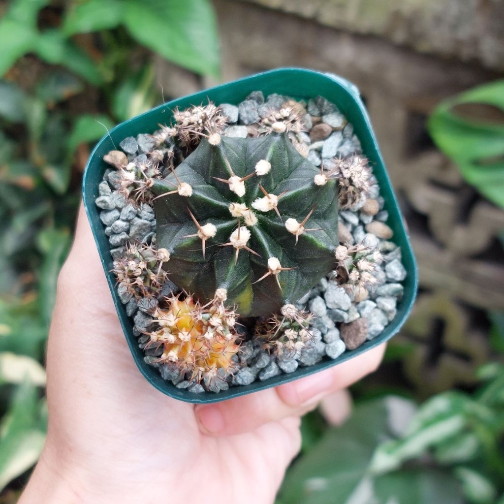 Gymno Gymnocalycium Varigata Miha Var Gen Sepia Kaktus Sukulen