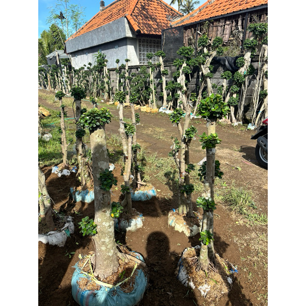 TANAMAN BONSAI DOLAR