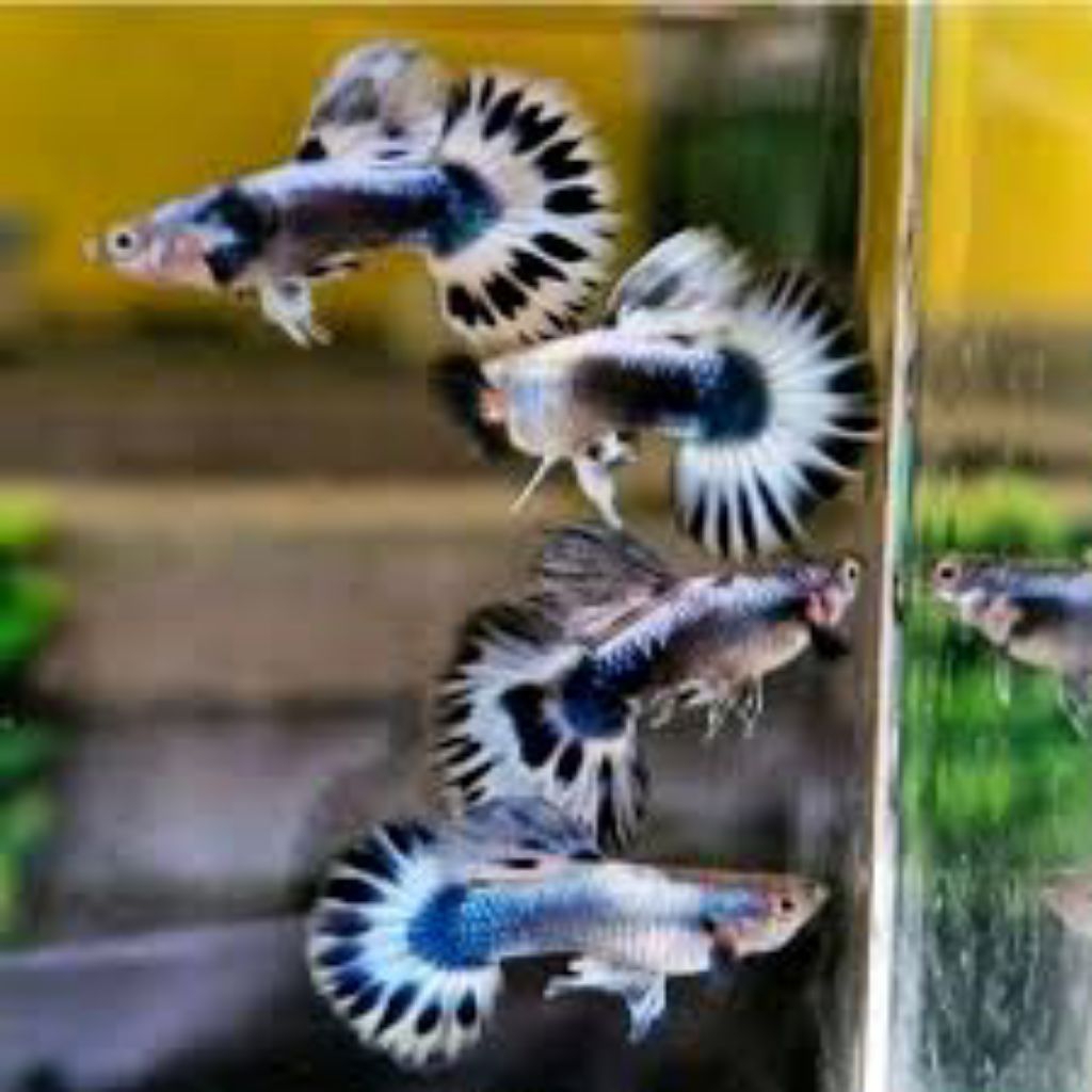 (Hiasan Aquarium)Guppy Blue Ivory