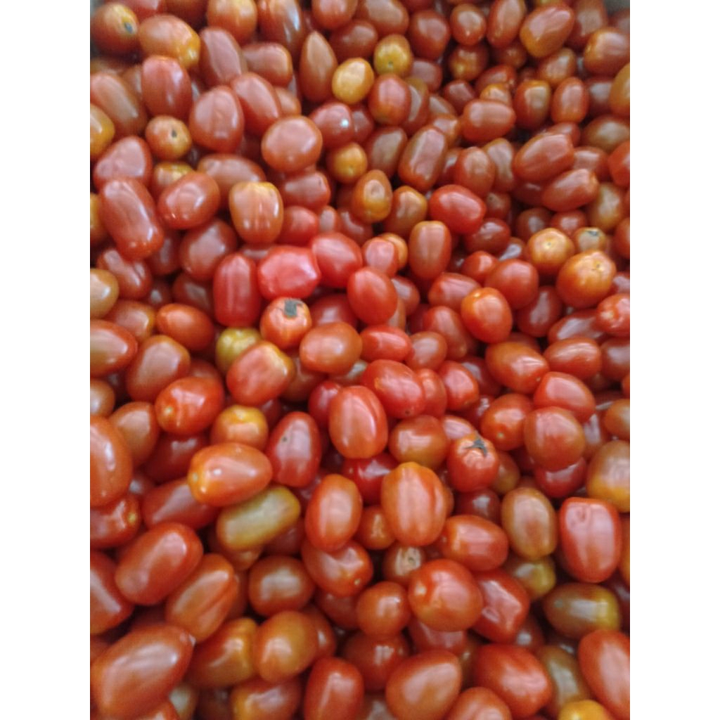 Buah Tomat Cherry Ceri manis segar