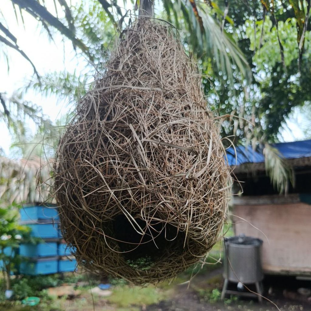 sarang burung manyar