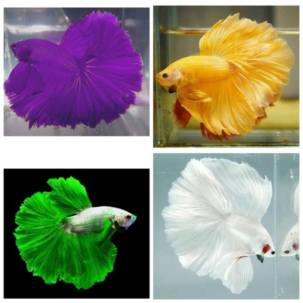paket 5 ekor cupang halfmoon 1 warna ekor lebar