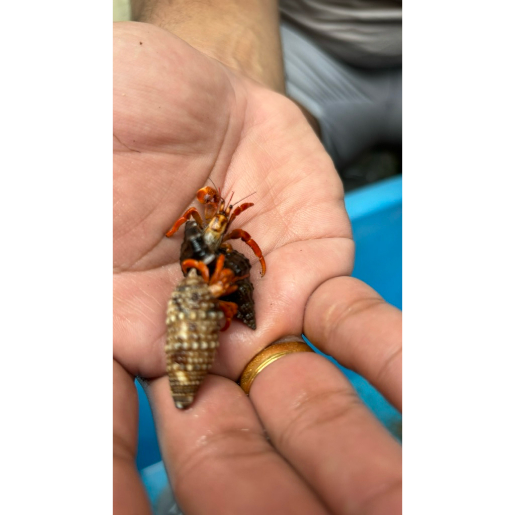 Kelomang Stroberi Perlatus size S