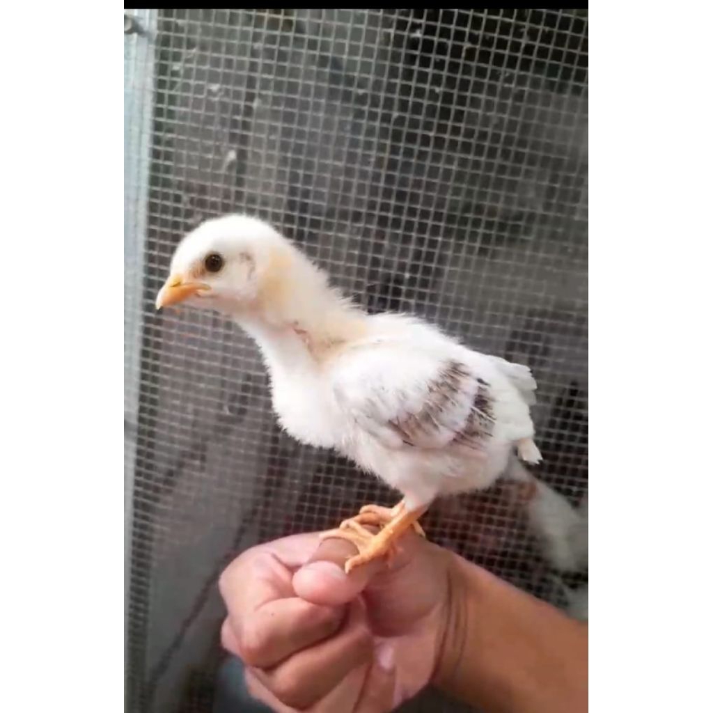 DOC ayam elba umur 1 minggu - doc elba- DOC umur seminggu