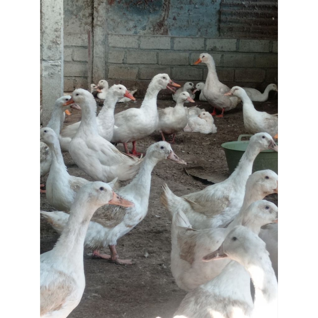 TELUR BEBEK PEKING F1 JUMBO UNGGUL INDUKAN BOBOT 3-5 KG || BISA DITETASKAN