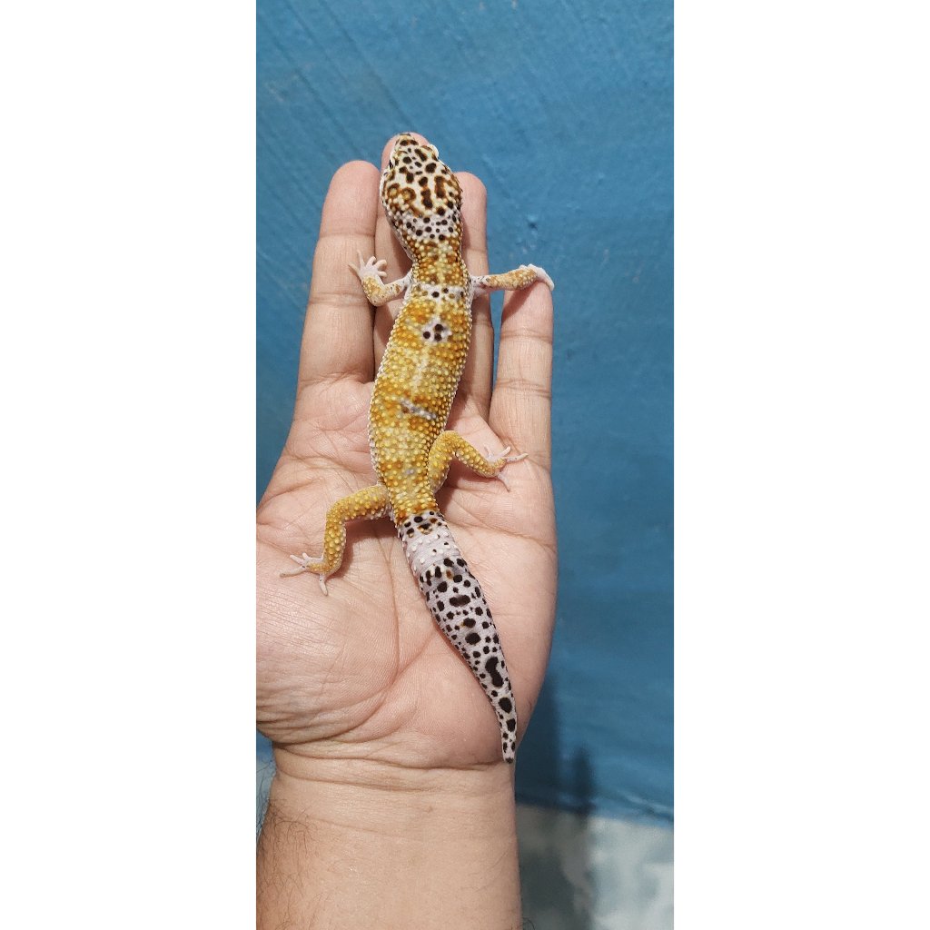 Mainan Leopard Gecko Mack Snow (Minus)