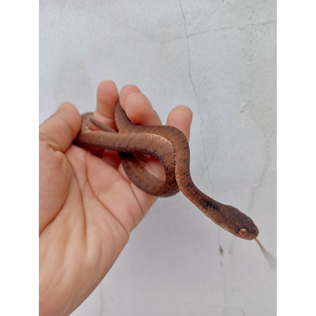ular siput/pareas carinatus