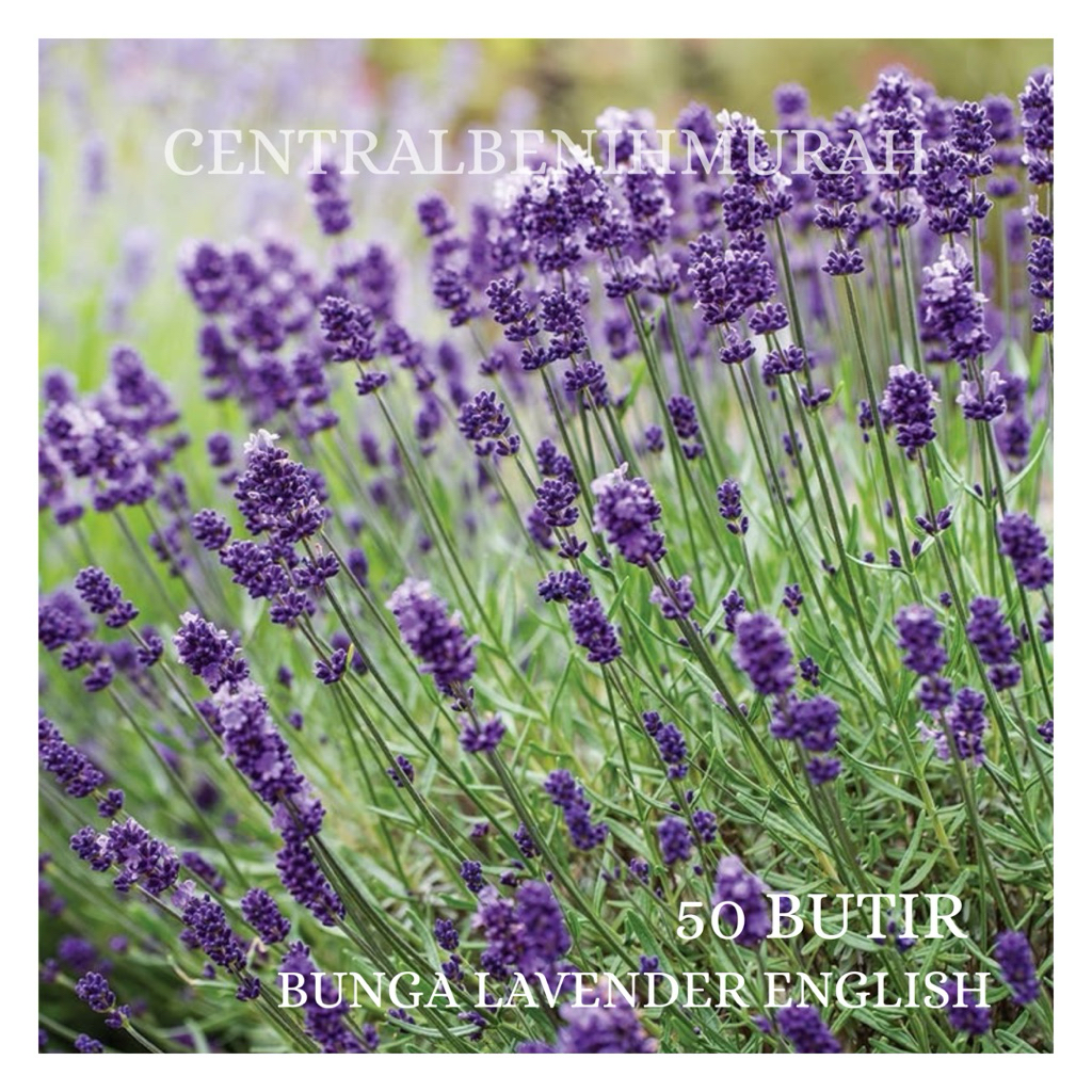 50 BUTIR BENIH TANAMAN BUNGA LAVENDER ENGLISH
