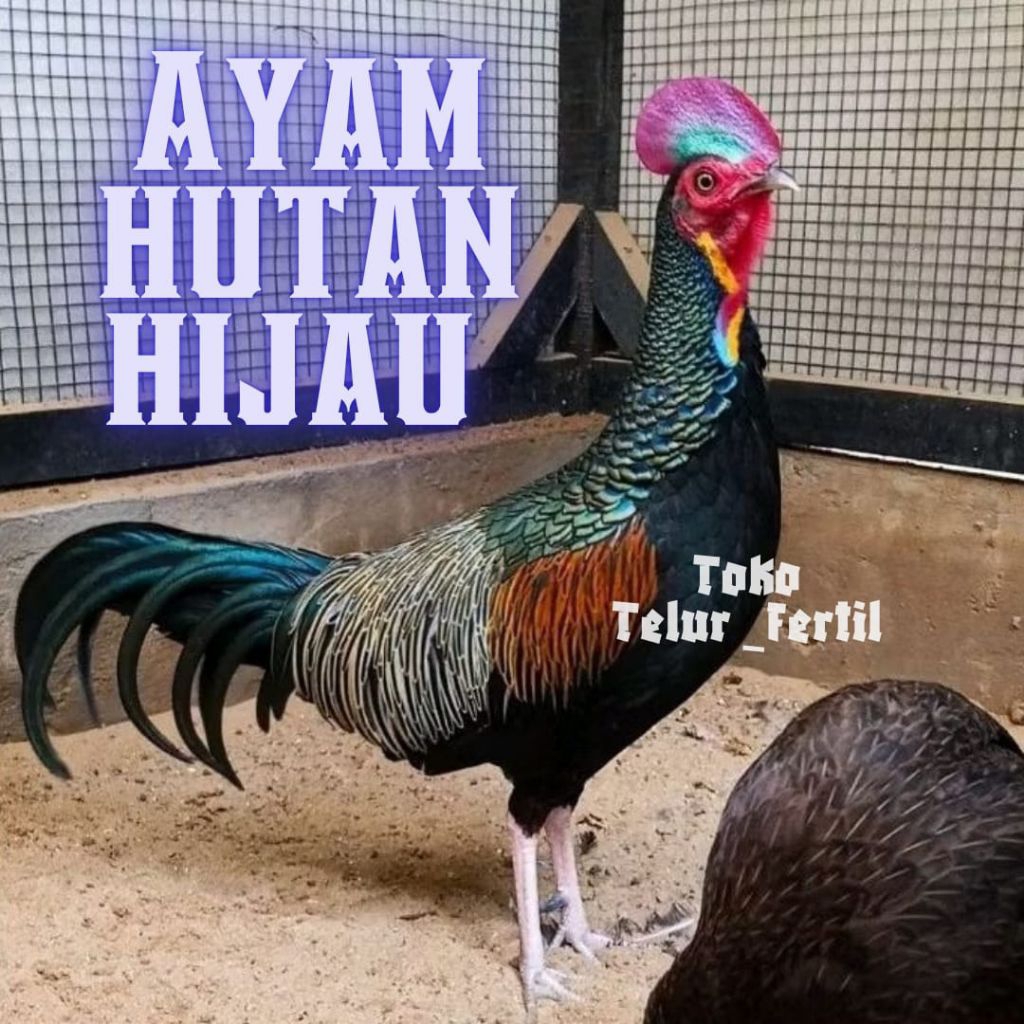 TELUR AYAM HUTAN FERTIL ORI UNTUK DITETASKAN