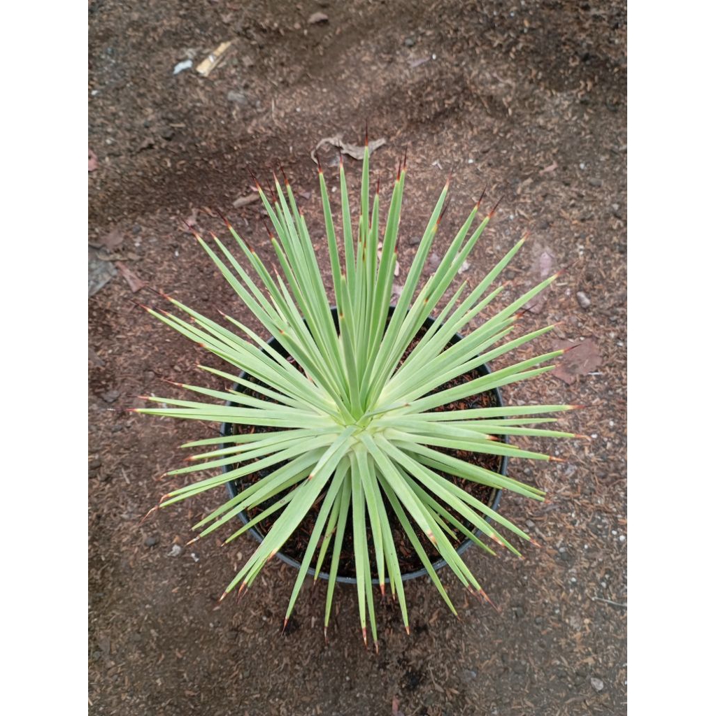 Agave stricta jumbo