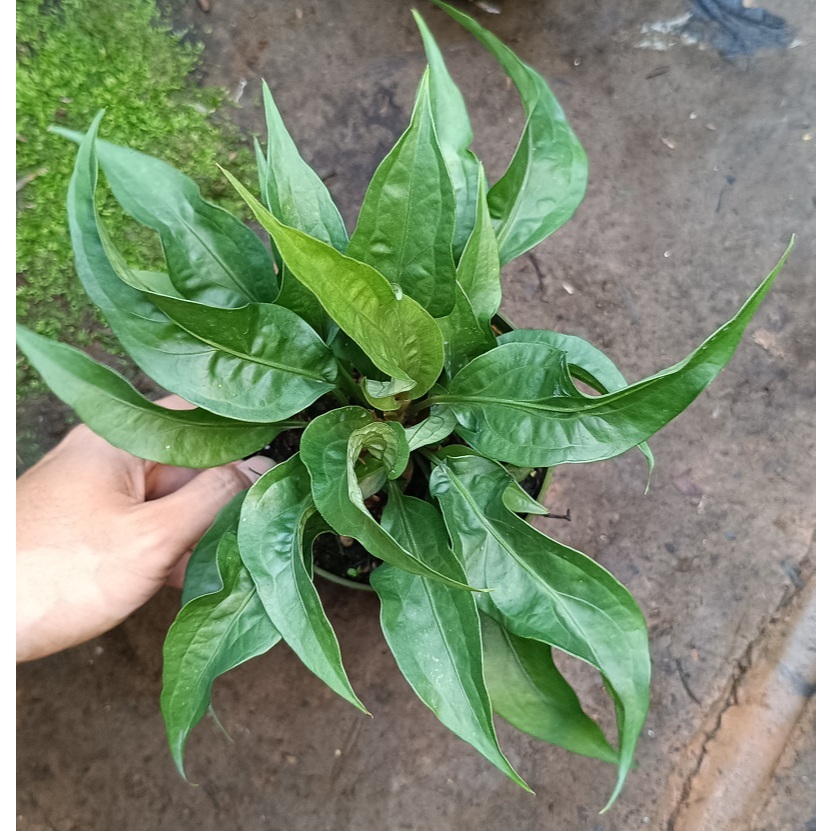 Tanaman Anthurium Obor Rumpun - Bibit Tanaman Hias Anthurium Obor