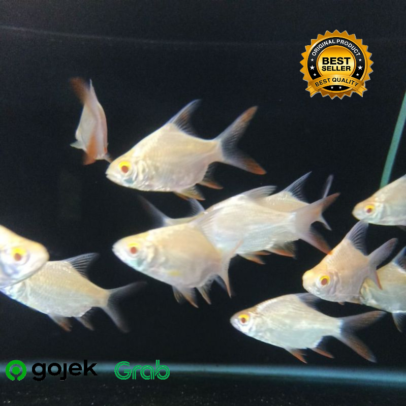 kaviat Platinum size 7-8 cm up _+