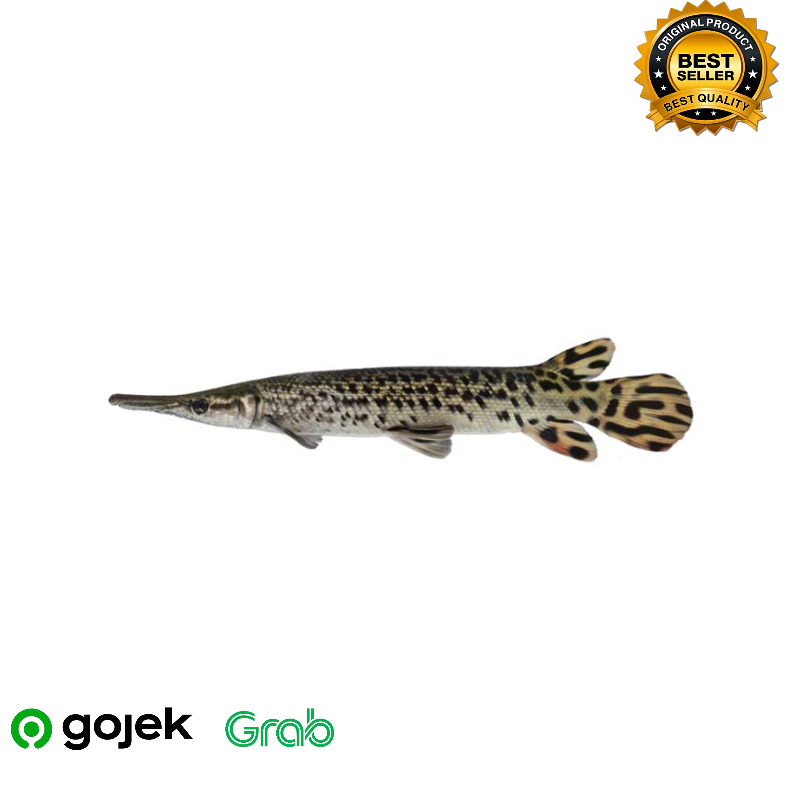 Ikan Hias aligator  10-12 cm up +_