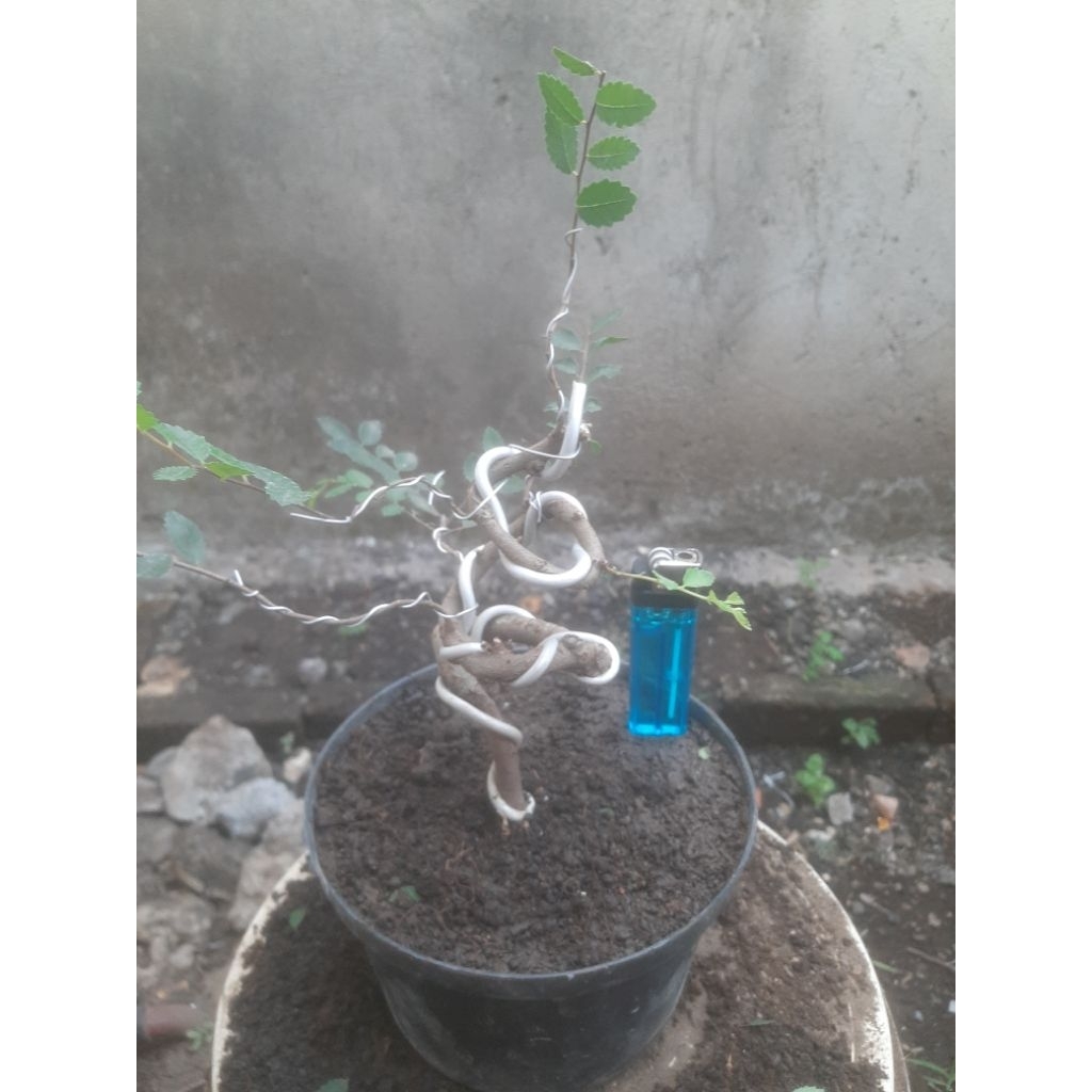 Bonsai Bahan Ulmus Micro Meliuk Sesuai Foto
