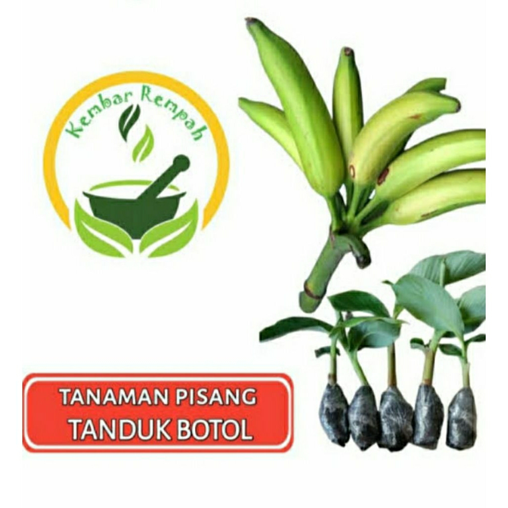 bibit pohon pisang tanduk