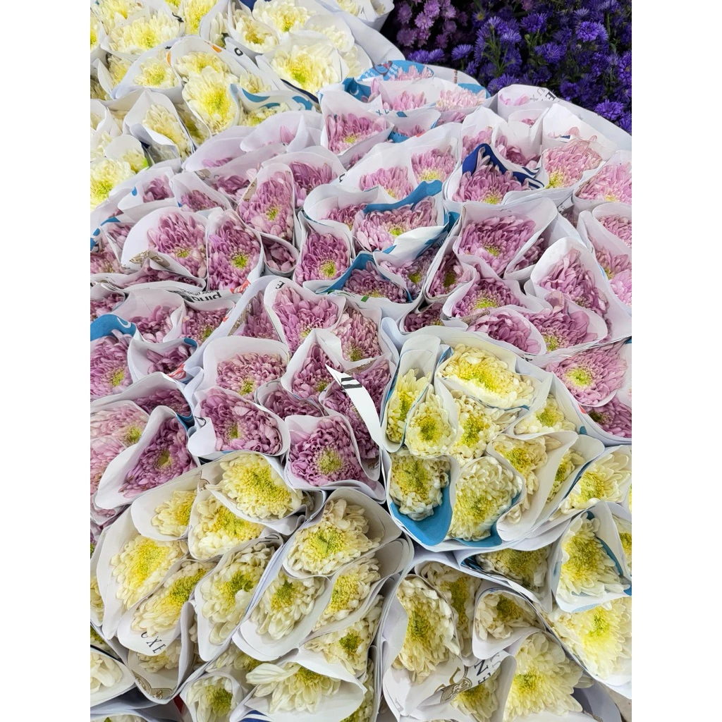 Bunga Potong Krisan Segar - Bunga Potong Krisan Standar Fresh