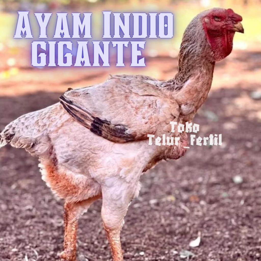 TELUR AYAM INDIO GIGANTE ORI UNTUK DITETASKAN