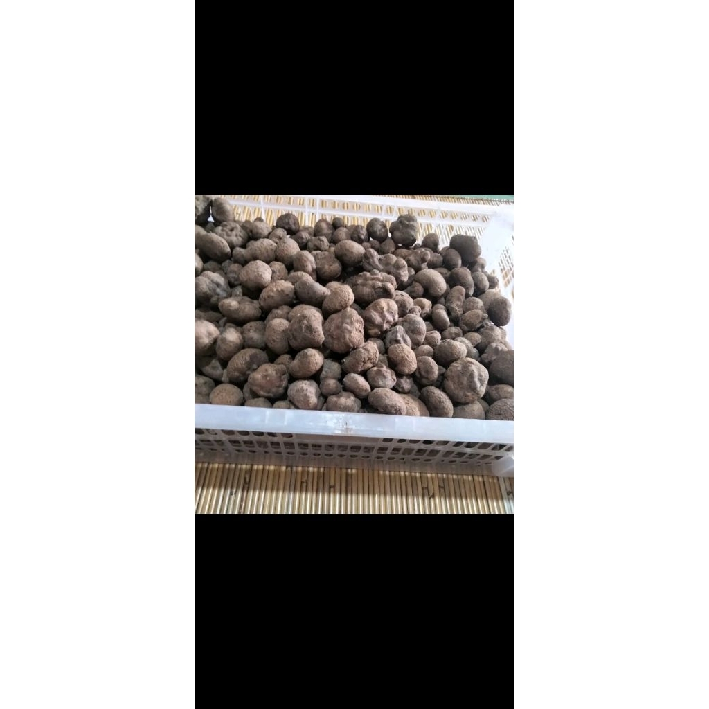 katak Porang per 1 kg siap tanam isi 100 sampe 200
