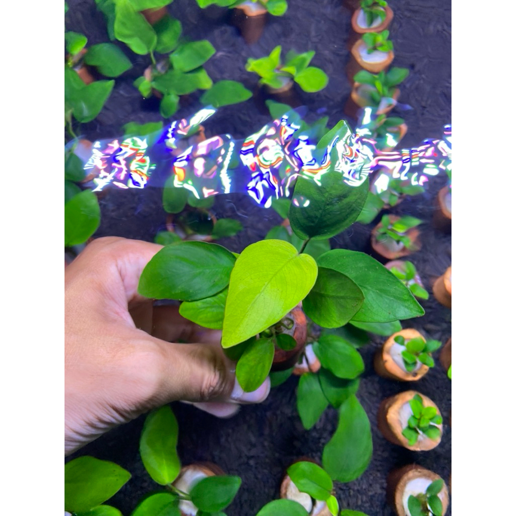 Tanaman Aquascape Anubias Nana Size L