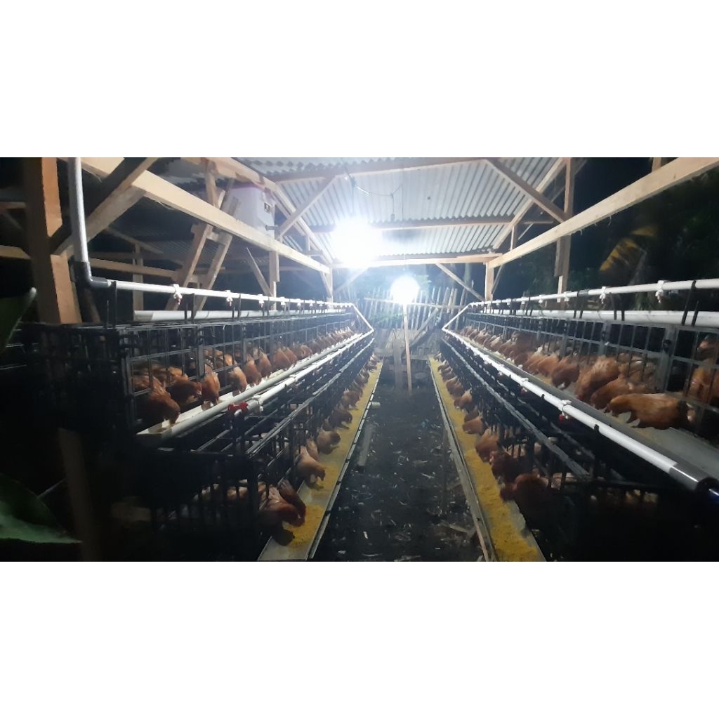 Pullet ayam petelur perminggu