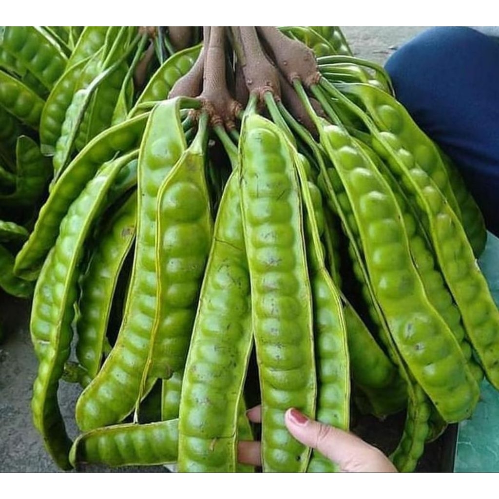Promo 1 ikat isi 10 pcs  pete Tua panjang kualitas super asli dan Praktis untuk Camilan (aliiza herb
