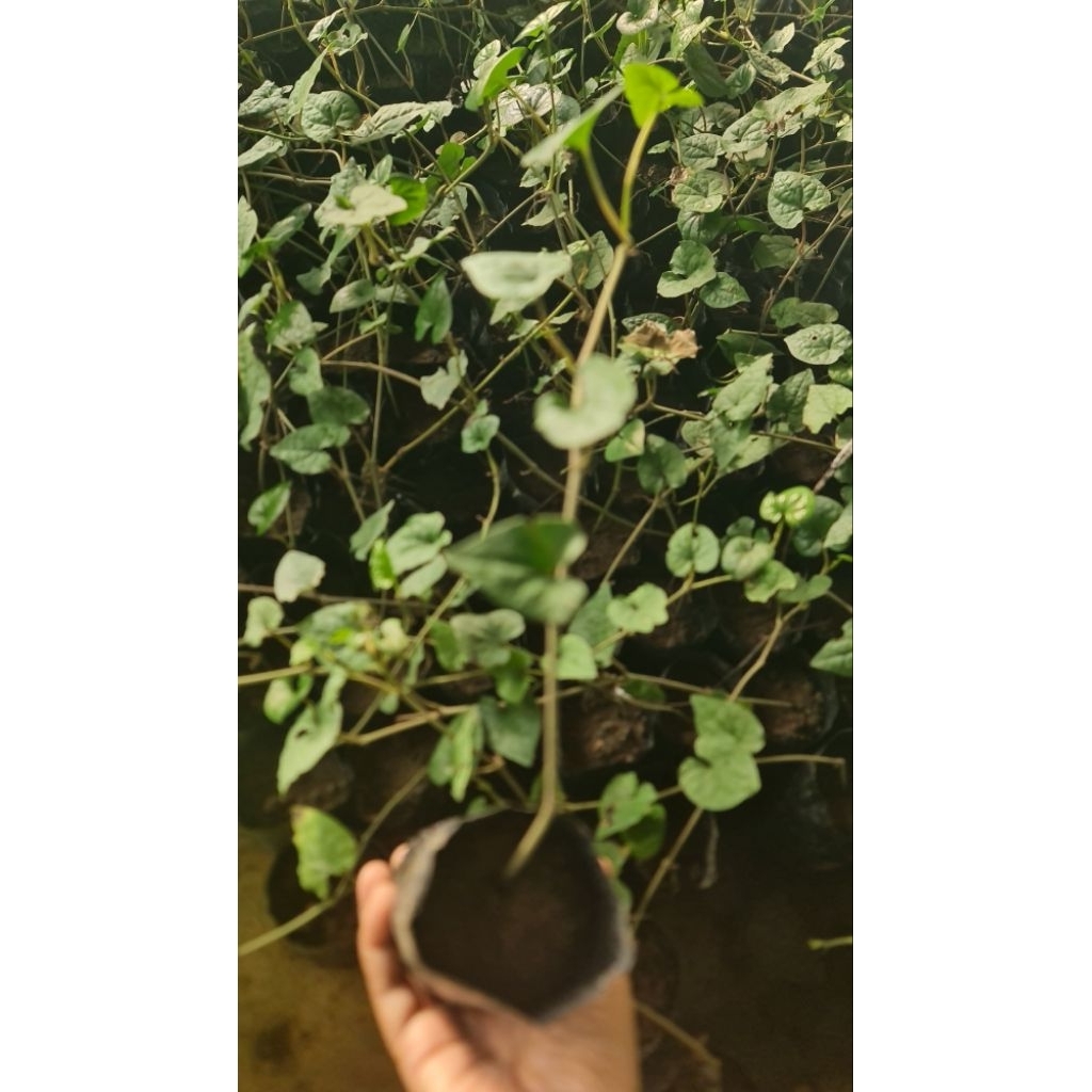 bibit cabe jamu jawa sulur hibrida 5 bibit