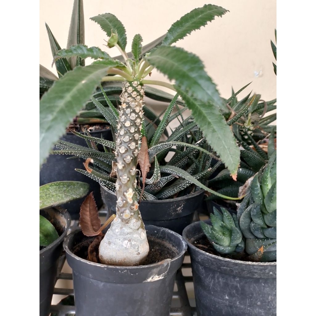 Dorstenia crispa