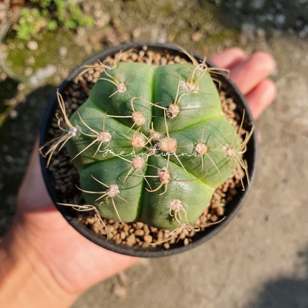 kaktus | gymnocalycium horstii