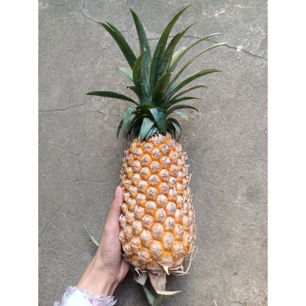 Nanas Madu jumbo nanas ukuran A