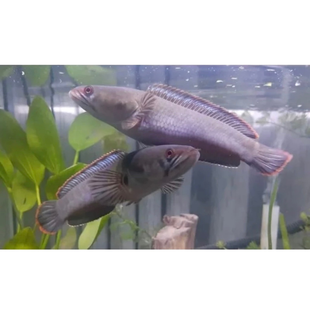 Limbata Lawu 1 pasang pair alam, rim tebal, size 12-18cm kondisi bagus