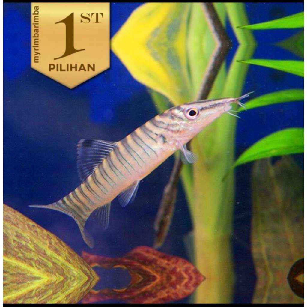 Jumbo Botia Green Tiger Ikan Hias Aquascape Hiasan Aquarium Tanaman Air
