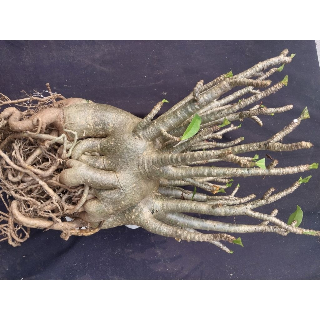 Adenium Arabicum Hibrid Varian Nom Sod V
