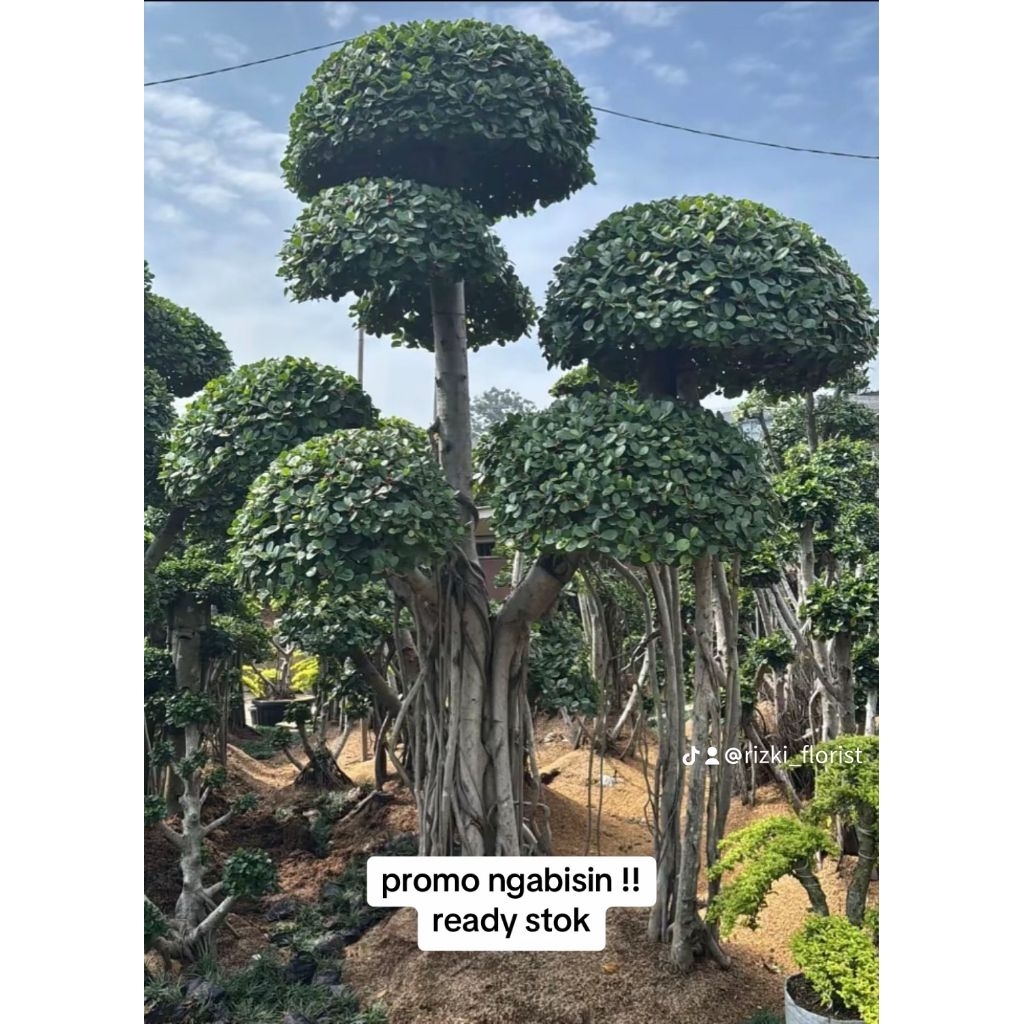 Bonsai taman beringin dolar Korea pohon bonsai beringin dolar mikro bonsai dolar