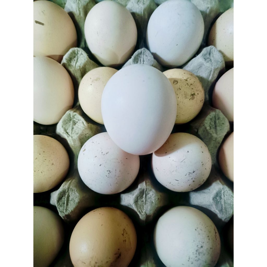 Telur ayam KUB 2 Jenaka fertil