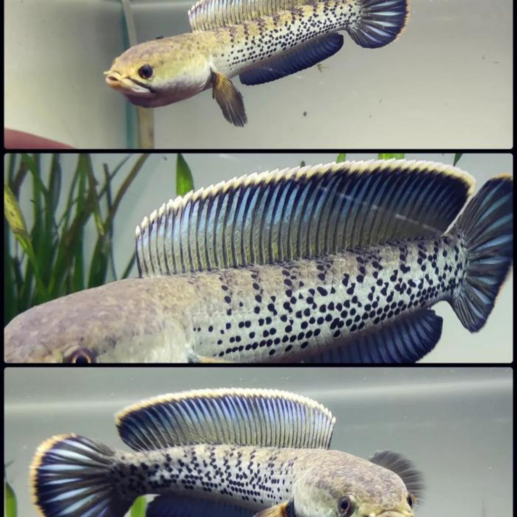 Stewarti karbialong, ikan chana imut&cantik menawan isi 3 ekor| size 3-6cm