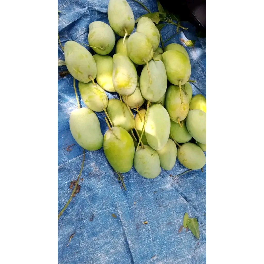 Mangga Cengkir Asli Indramayu manis