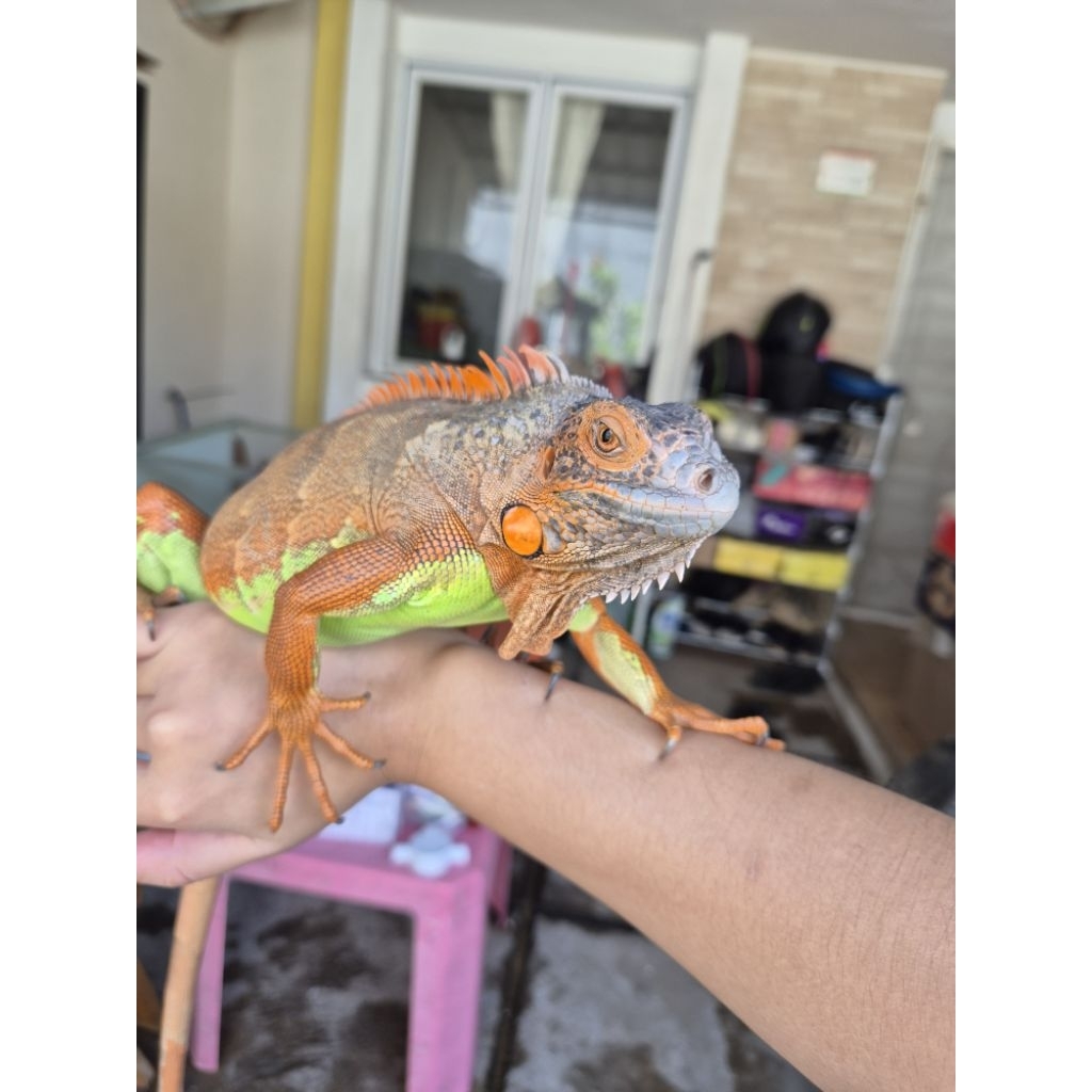 iguana red betina (pesanan d*bb*)