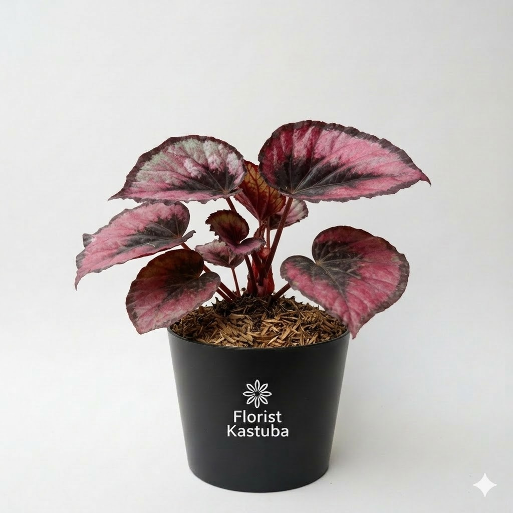 Tanaman Hias Begonia Black Red & Red Pita - Begonia Merah Eksotis Indoor/Outdoor