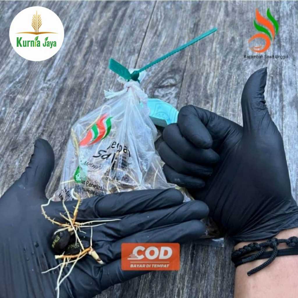 Bibit Kecambah Kelapa Sawit Unggul Asli Medan Ppks 540, Topaz, Socfindo, Simalungun, Yangambi, Dumpy