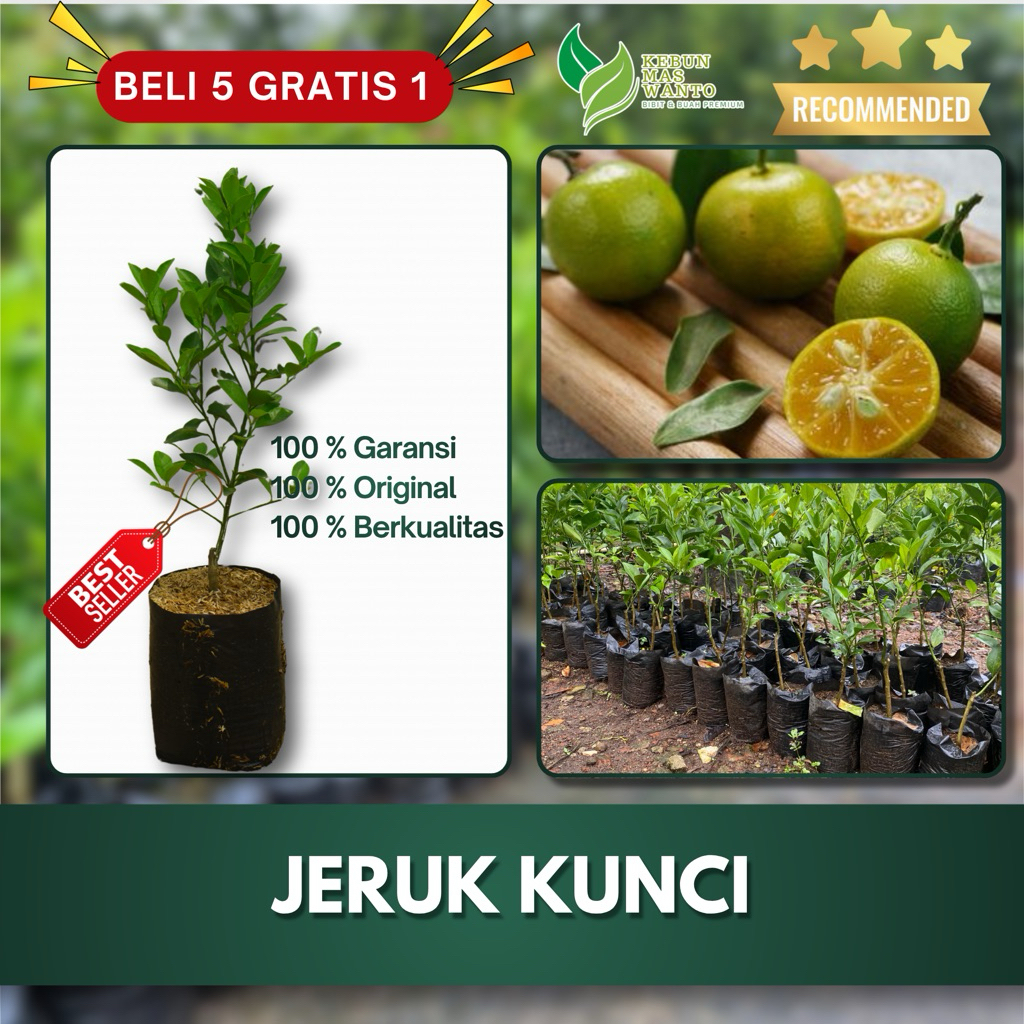 BIBIT BUAH JERUK VARIETAS KUNCI HASIL OKULASI-BIBIT JERUK KUNCI-BIBIT JERUK KUNCI KEBUN MAS WANTO