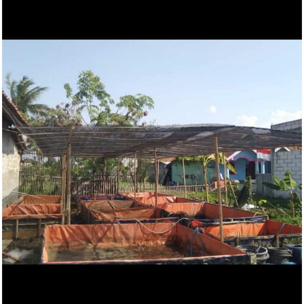 bibit ikan lele