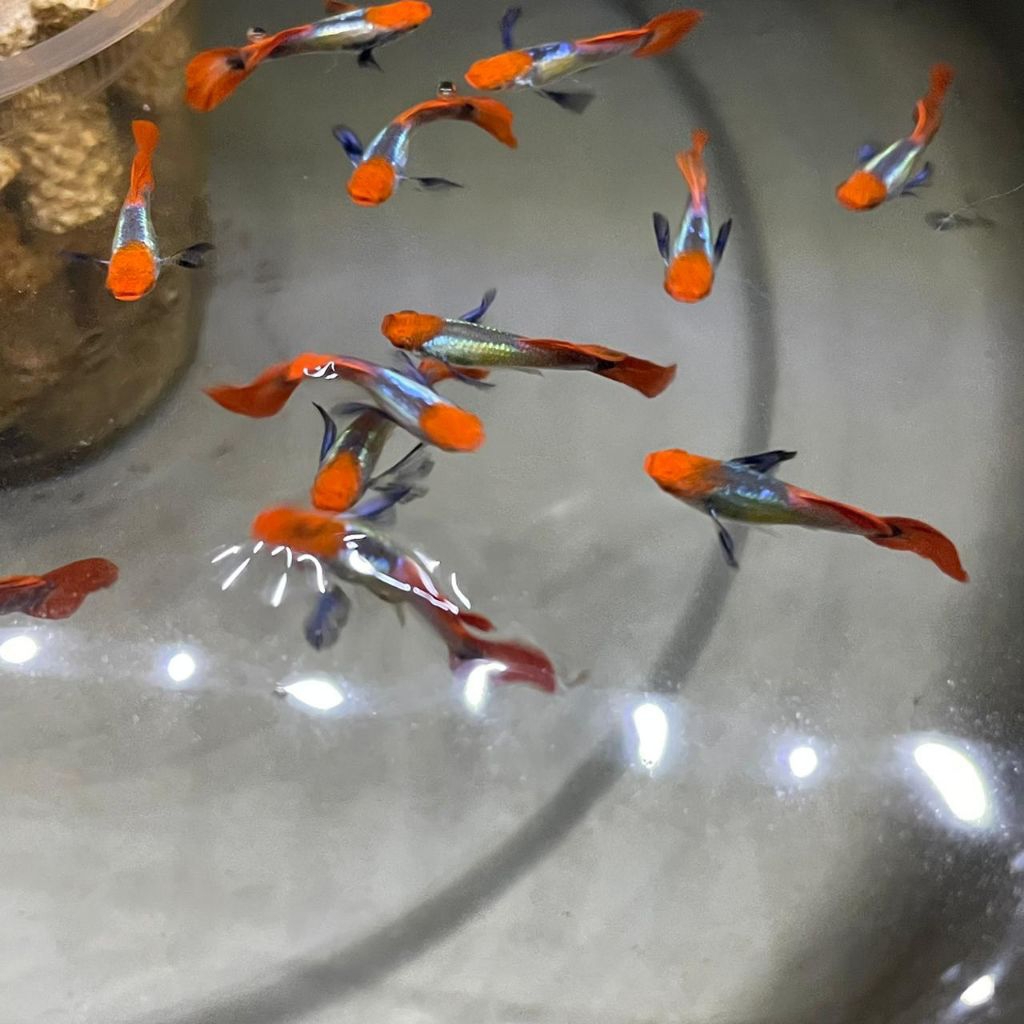 stiker guppy PRTDE koi kualitas tinggi. grade A