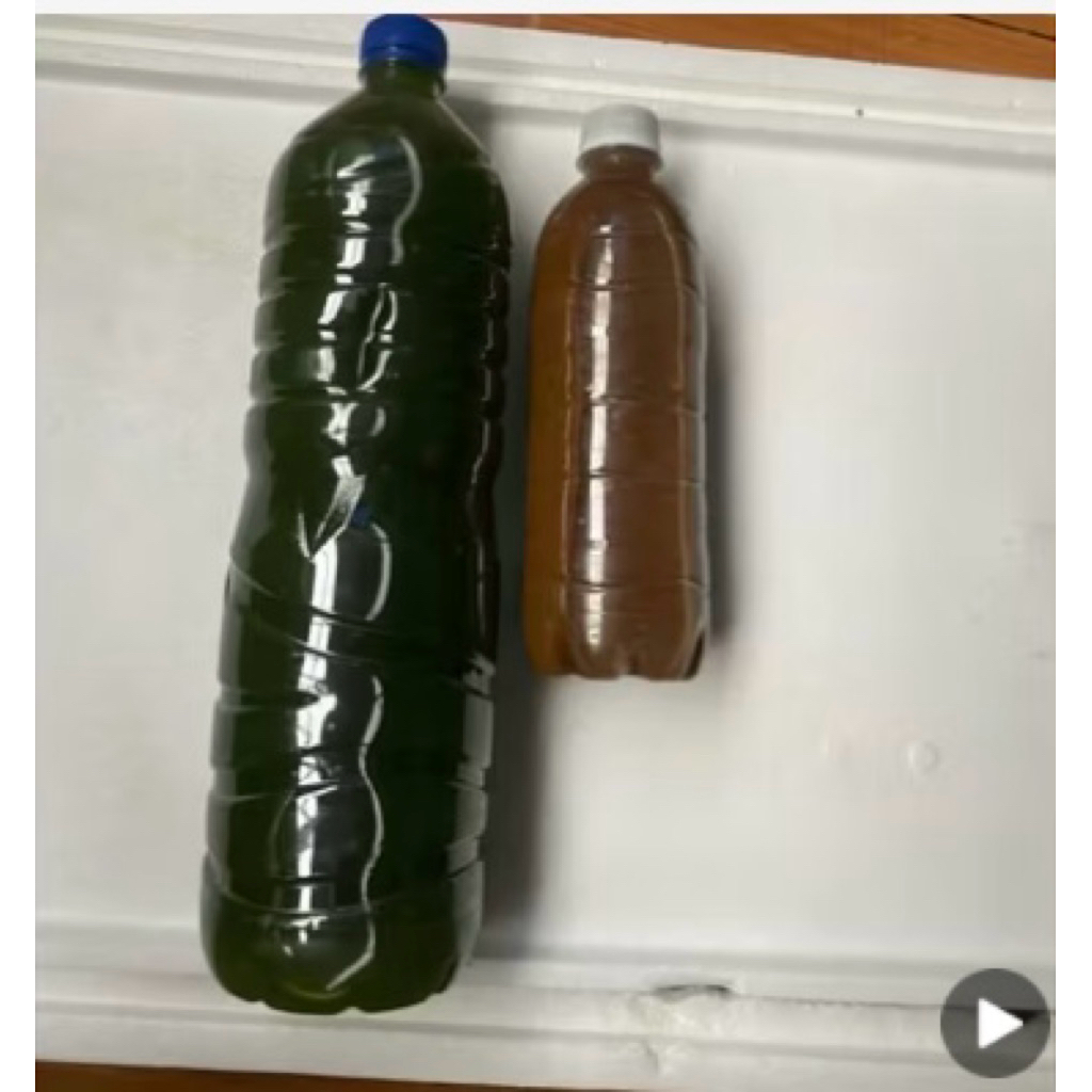Green water/Chlorella Pakan terbaik kutu air/Dhapnia magna