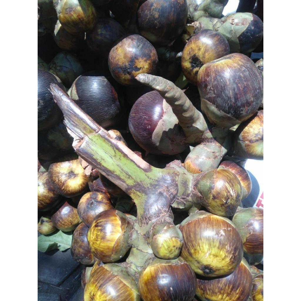 Buah Lontar Legend segar