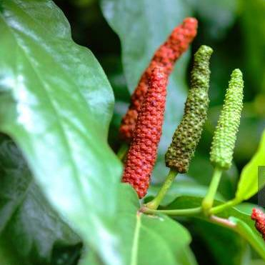 Kedaibenih - Benih Bibit Cabe Jawa ~ 50 Biji
