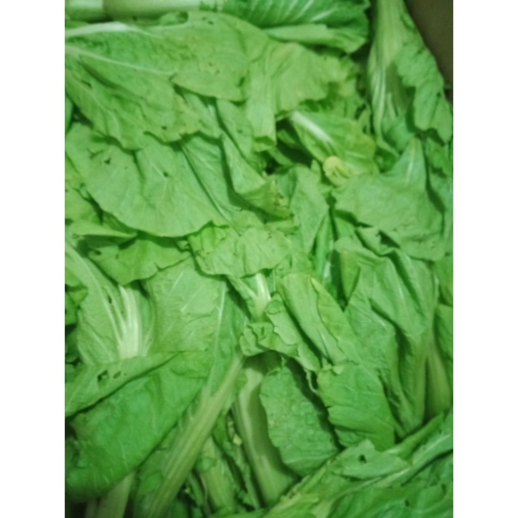 Sayur Sawi Hijau pahit segar