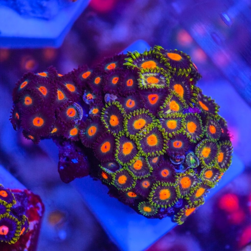 zoanthid zoa gorilla nipple x green bay packer colony medium size aquarium laut hias cantik