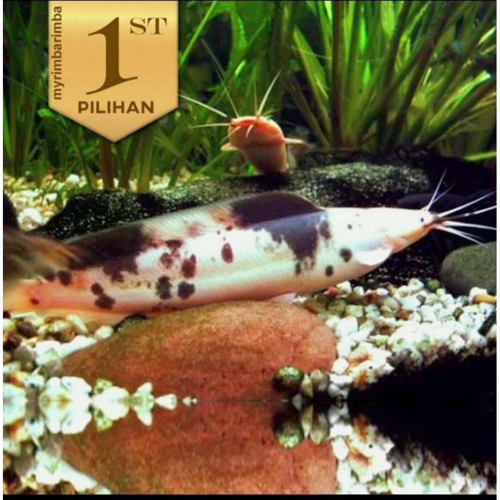 3 ekor Lele Sapi Belang (L) Clarias Catfish Ikan Hias Aquarium Aquascape