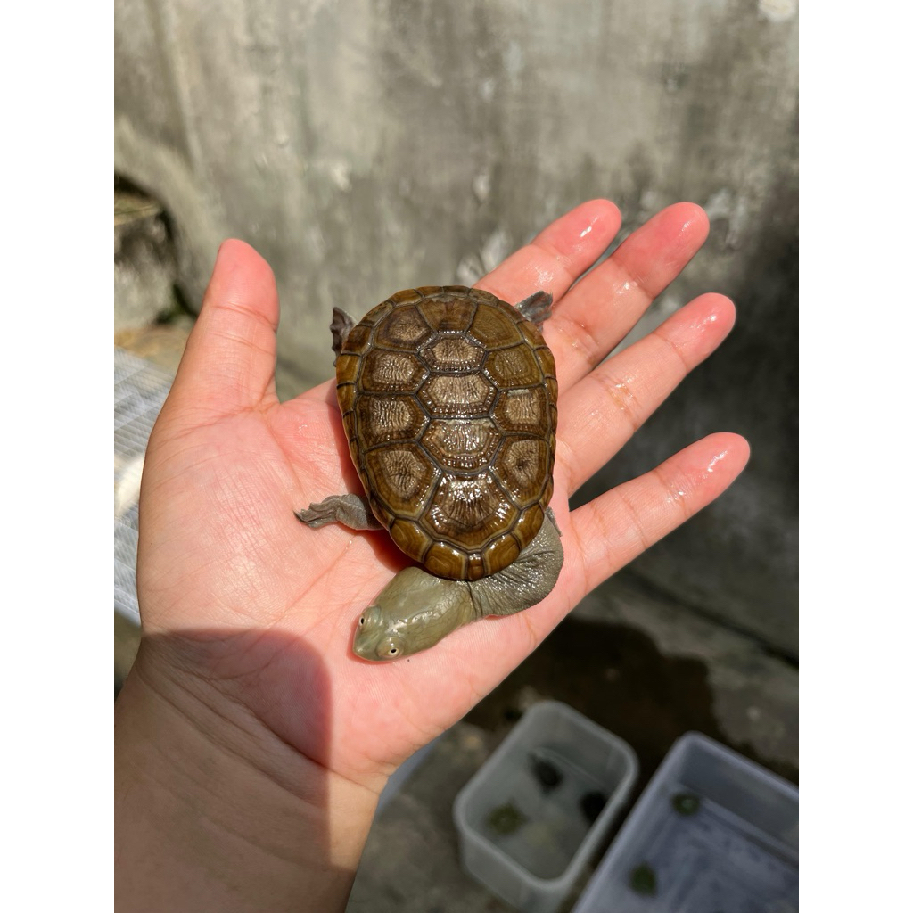 Hiasan Aquarium Kura Siebenrocky 7cm