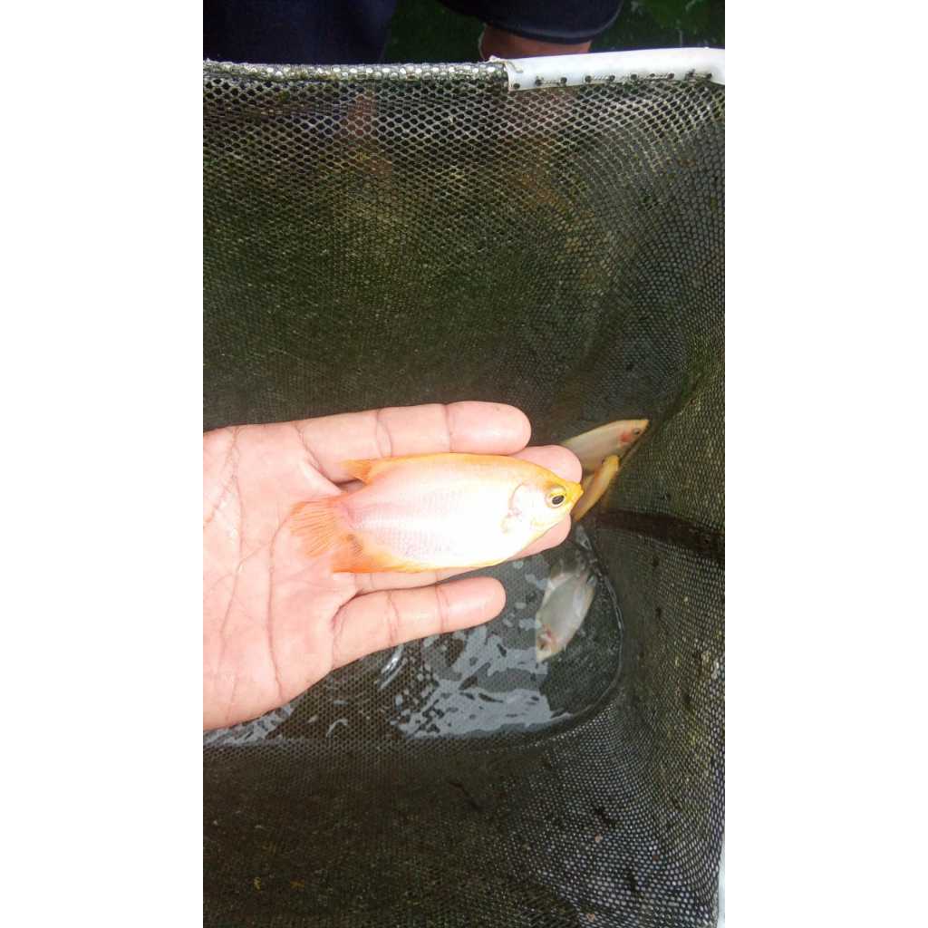 paket isi 10ekor benih ikan gurame padang ukuran 7-8cm